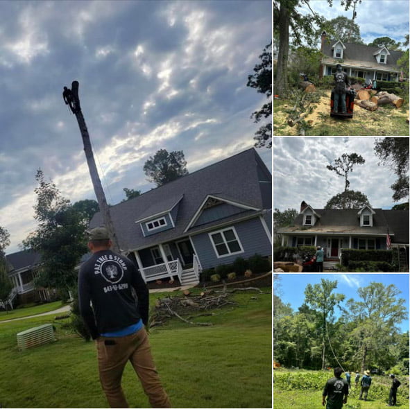 tree removal Columbia tree service area