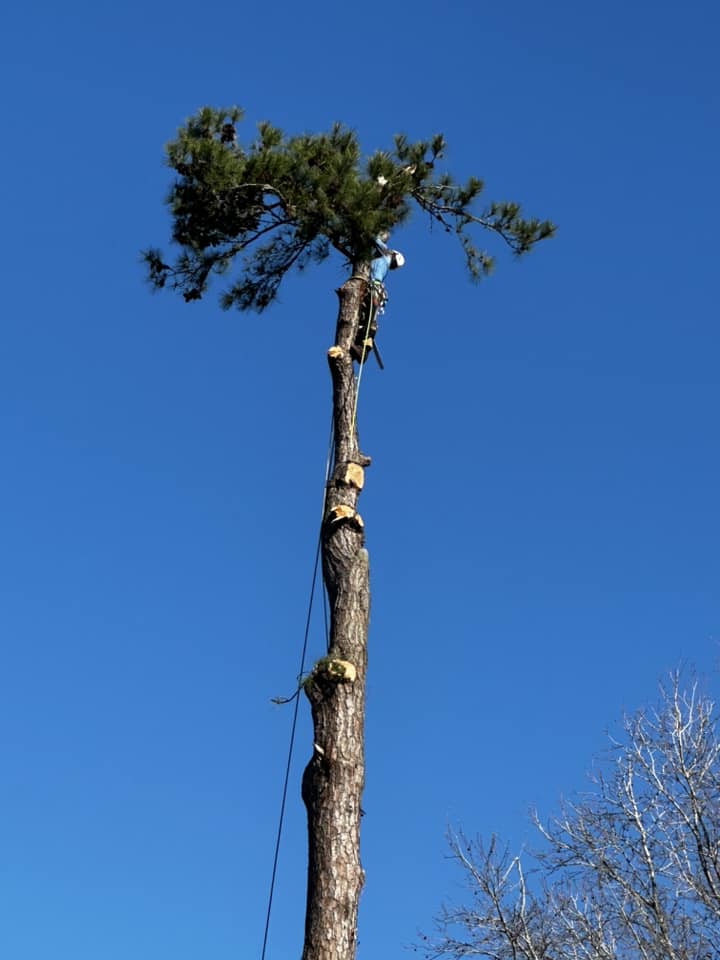 Tree Removal Summerville - Tree Removal Service