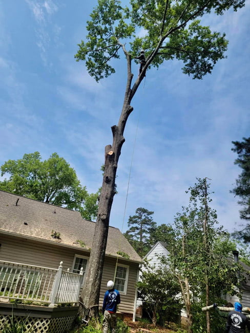 Tree removal Aiken, tree work Aiken, tree care service Aiken, Stump Removal Aiken